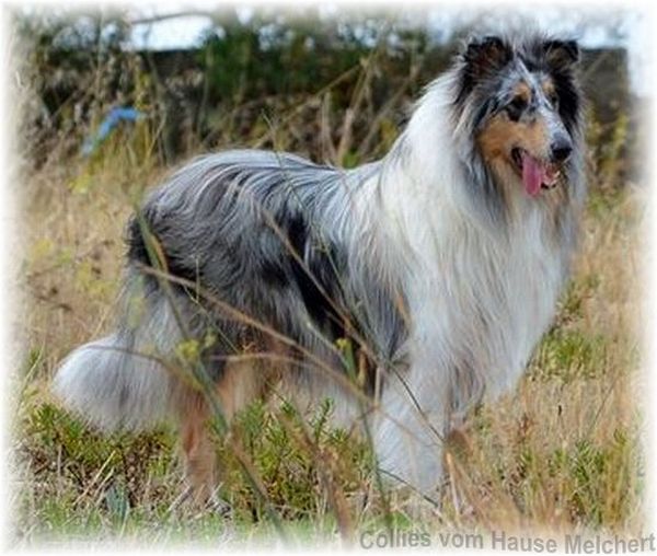 Astromelias Victorious Leopard