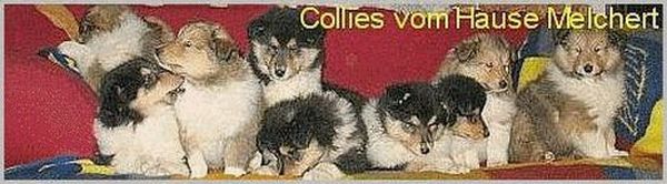 Banner Collies vom Hause Melchert