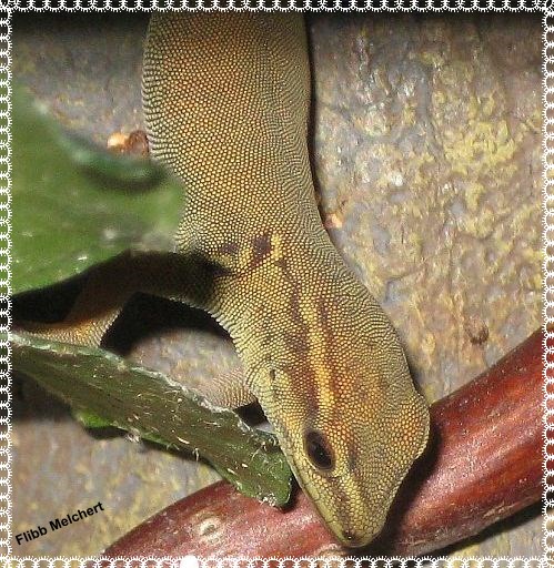 Blauer Zwergtaggecko weiblich