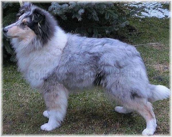 Collie Rüde in blue merle