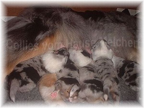 Hündin mit Neugeborenen