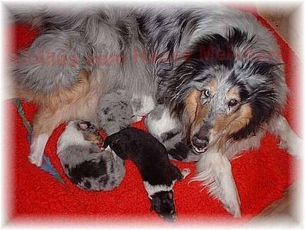 Belladonna mit Welpen