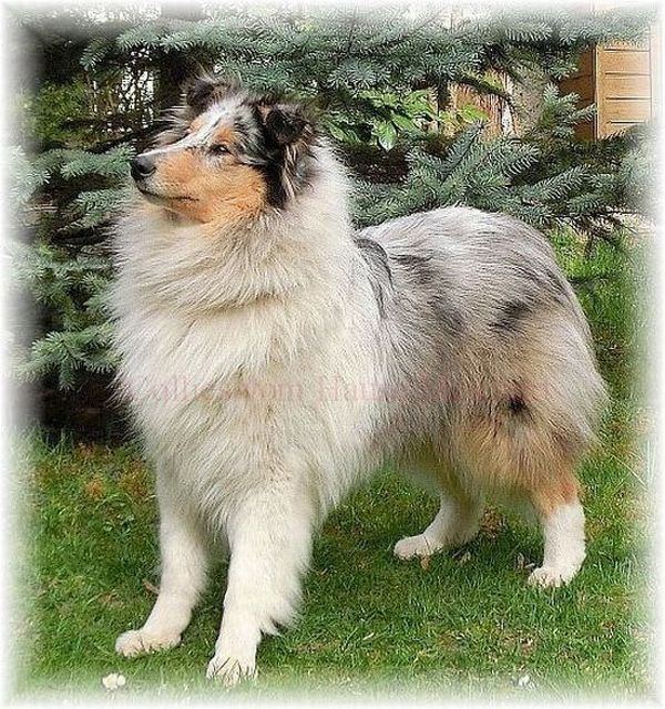 Blue merle Collie