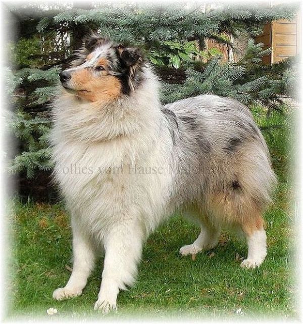 Colliehündin in blue merle