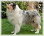 Collie Langhaar Hündin