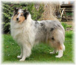 Collie Hündin in Blue merle