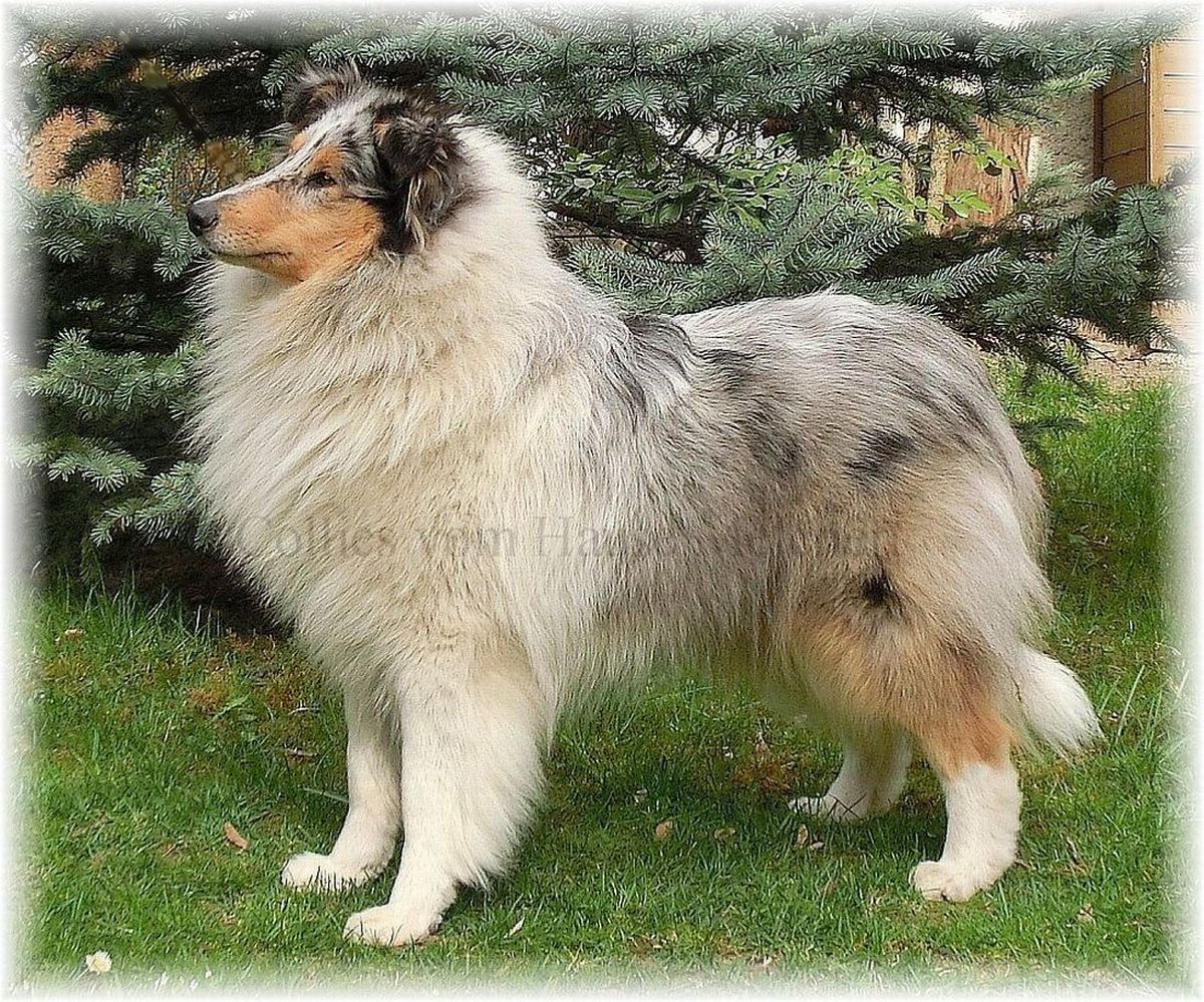 Collie Langhaar Hündin