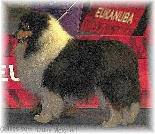 Collie Rüde vom Collie Züchter