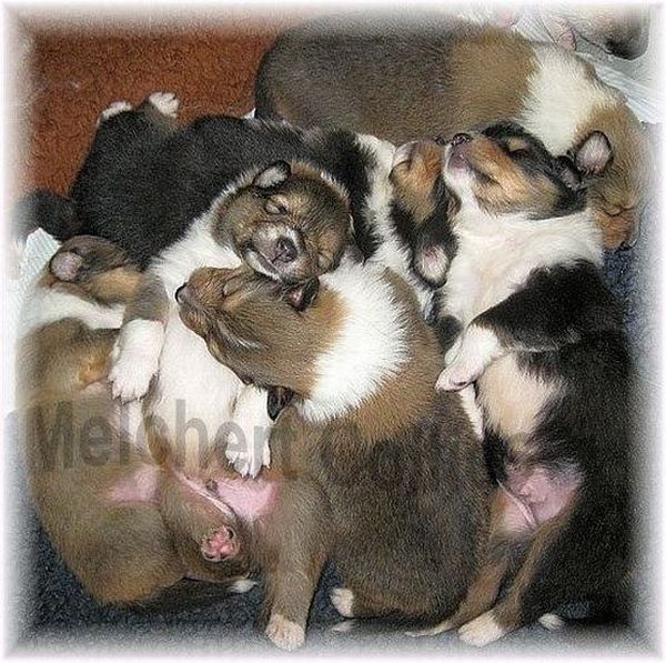 Welpen vom Collie Züchter