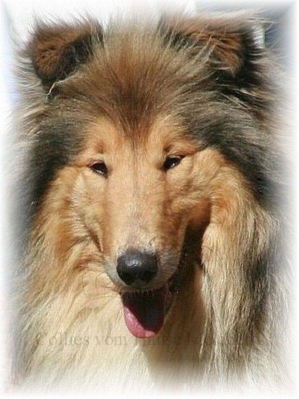 Collie; Colliehündin zobelweiß