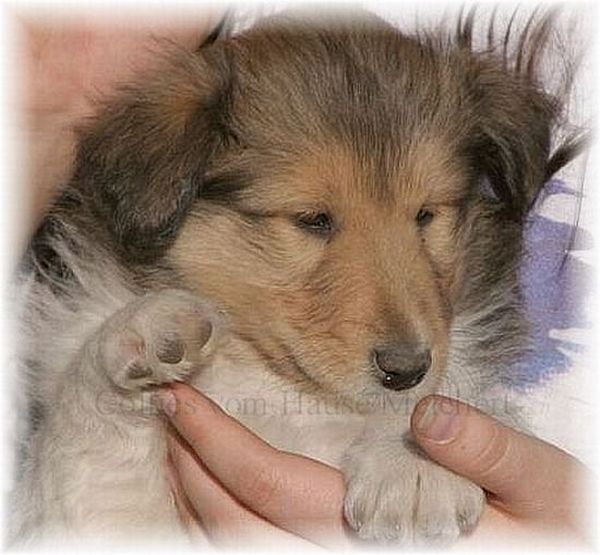 Collie Nachwuchs