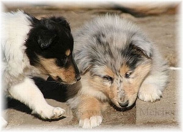 tricolor und blue merle Welpen