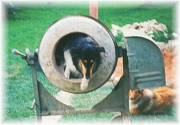 Collie und Mischmaschine