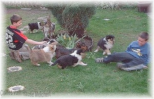 Collies beim spielen