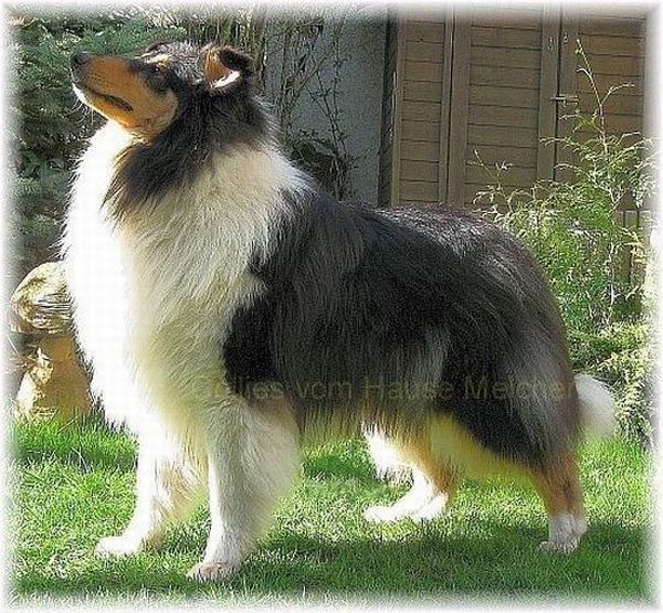 Collie Rüde in tricolor