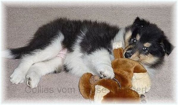 Collie tricolor Hündin
