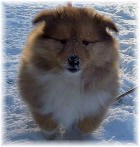 Bella von Fam. Schabrich