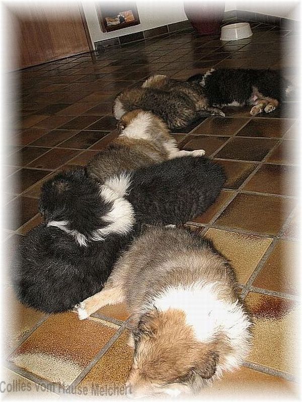 Melchert Collies