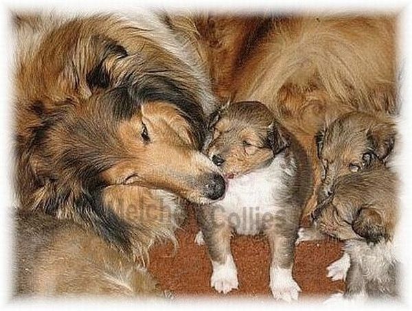 Collie, Collie Hündin mit Welpen