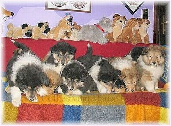 Collie; Collie Züchter