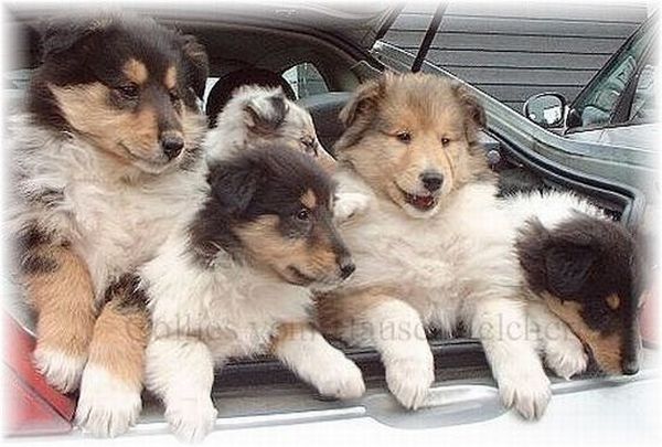 Collies im Auto
