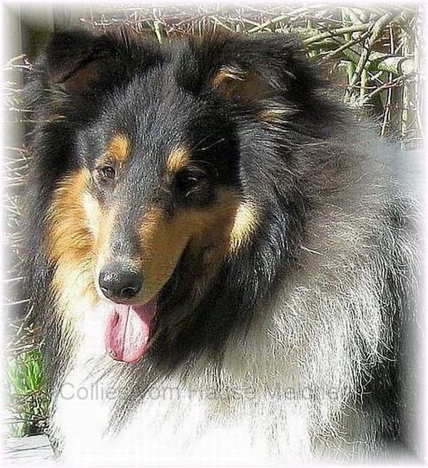 Tricolour Collie Rüde