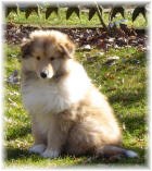 Buddy von Fam. Waizmann