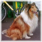 Simba von Frau Beiche