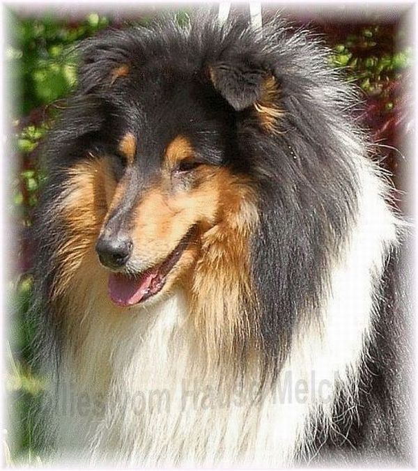 Collie amerikanischer Abstammung aus Deutschland