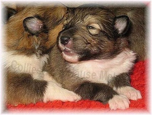 zobelweiße amerikanische Collie Welpen