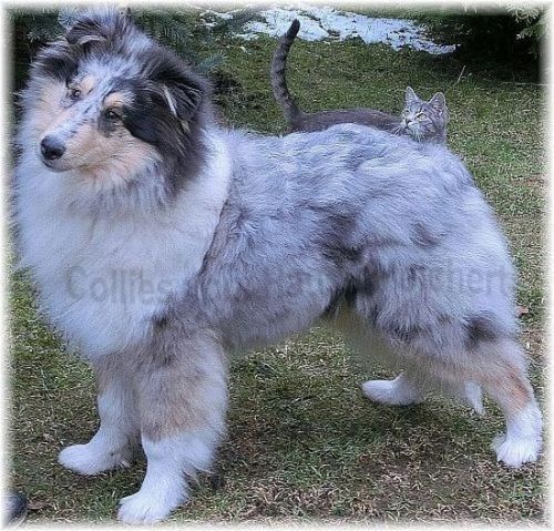 Collies vom Hause Melchert in Bayern