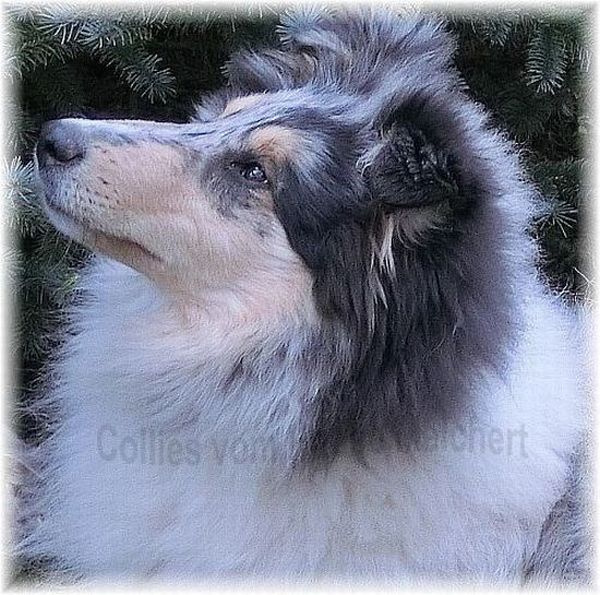Collie Kopf
