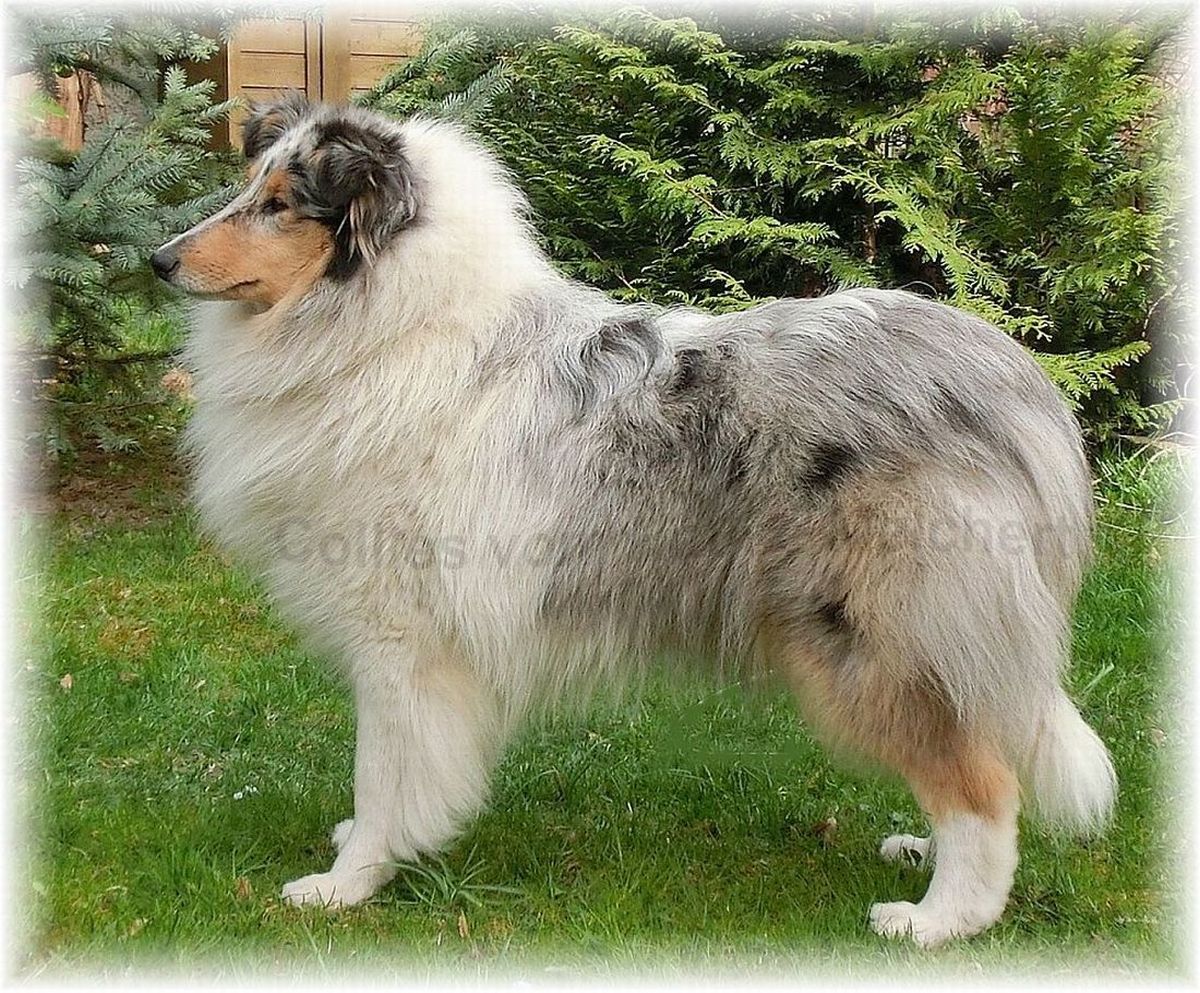 Blue Merle Colliehündin