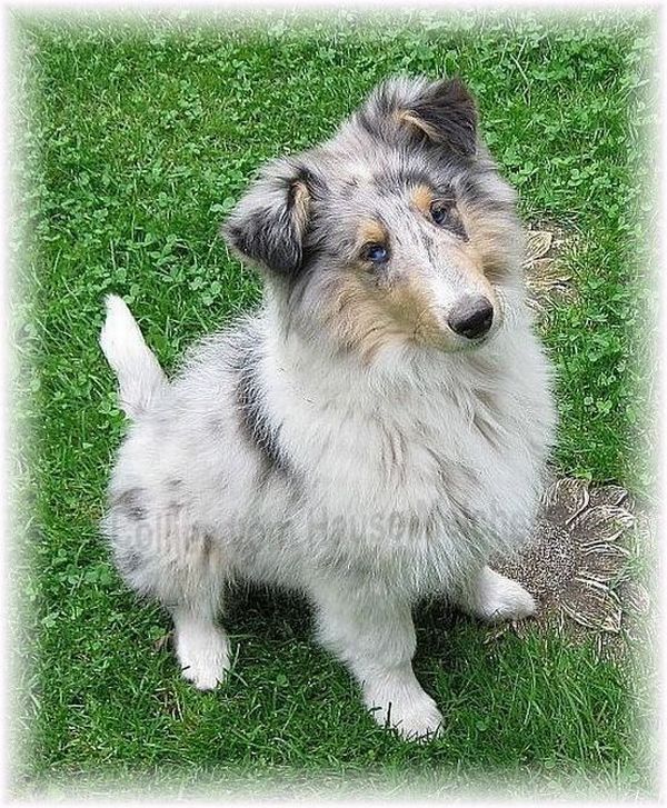 Langhaar Collie Blue Merle