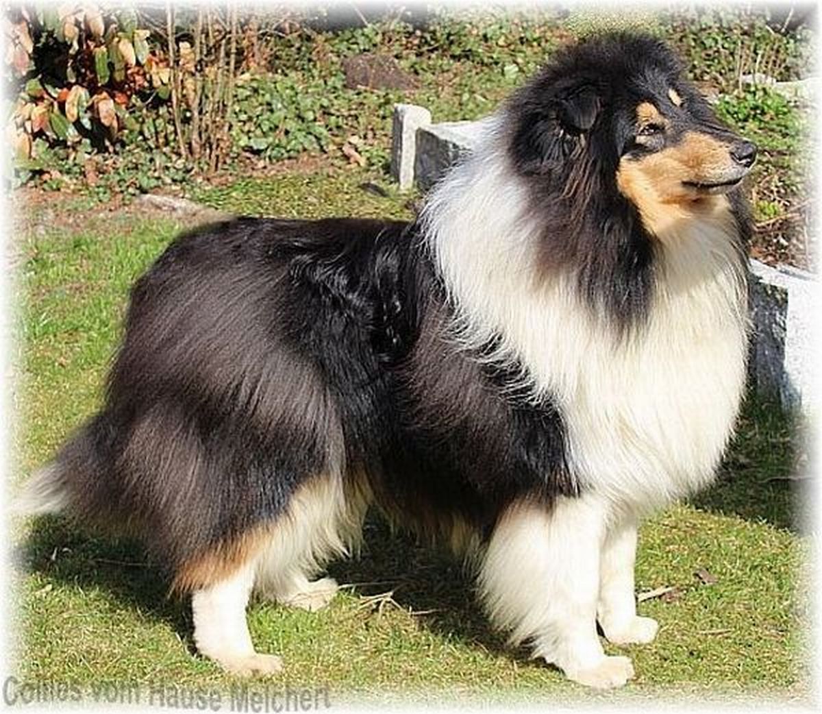 Tricolour Collie