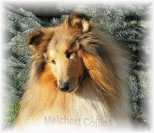 Collie Zucht Melchert