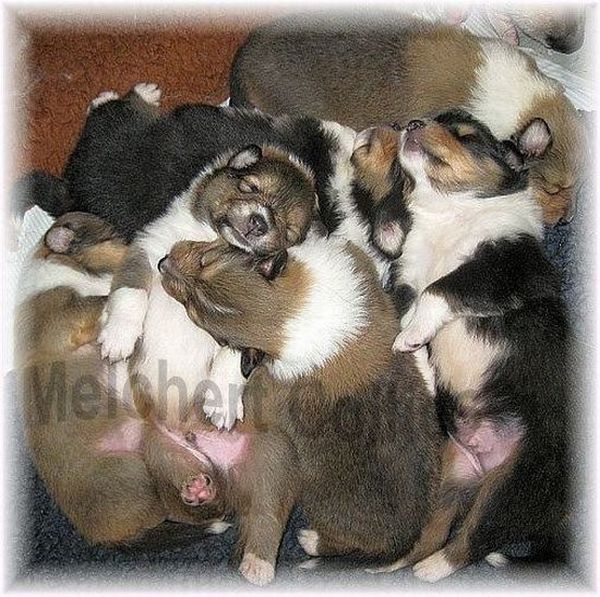 Collie Welpen vom Züchter an der bayrischen Grenze