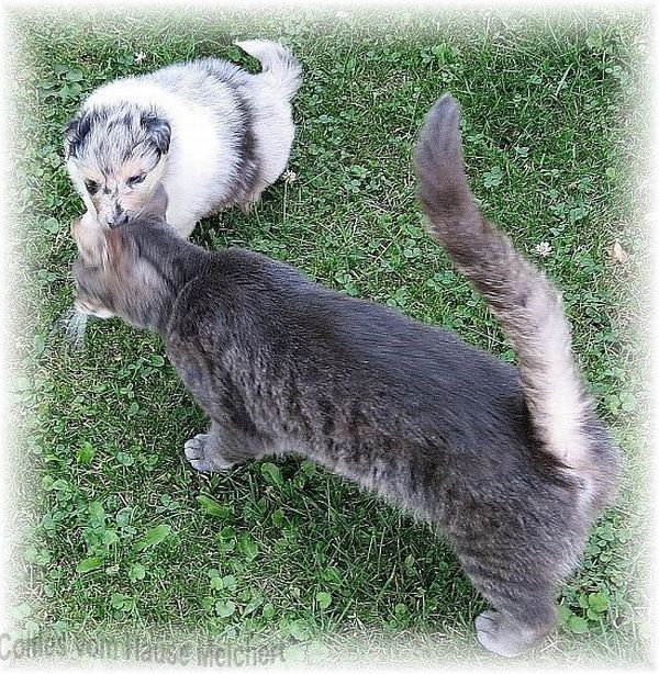 Collie Welpen in blue merle