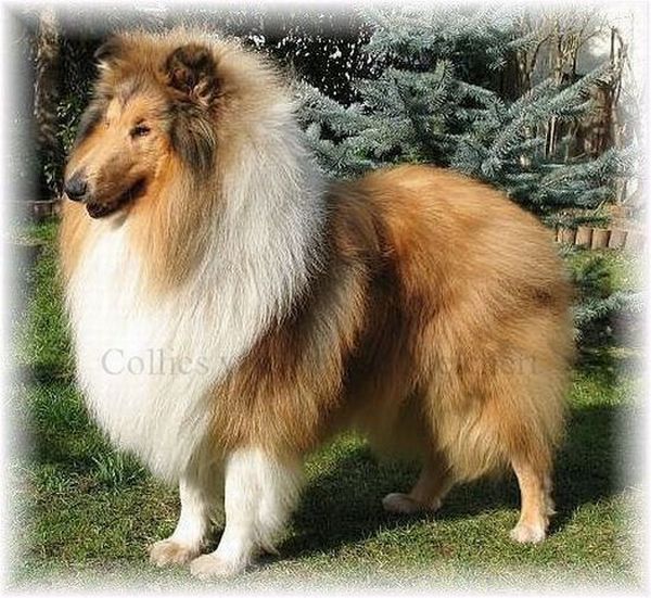 Collie Zucht vom Hause Melchert