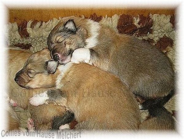 Collie Zucht vom Hause Melchert