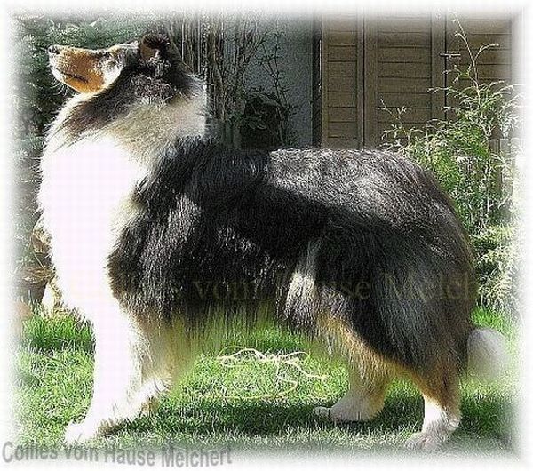 Collie Zucht vom Hause Melchert