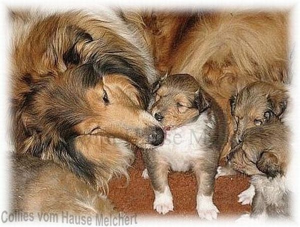 Collie Zucht vom Hause Melchert