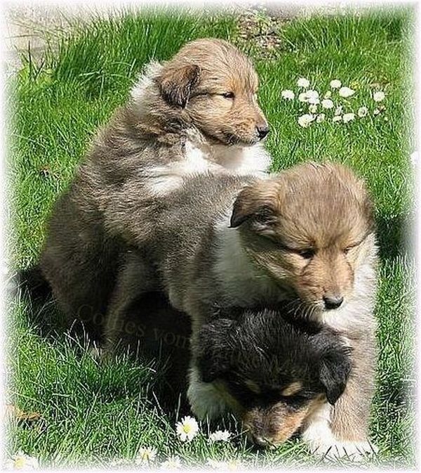 Collie Zucht