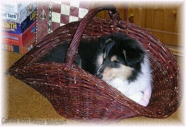 Welpe im Korb