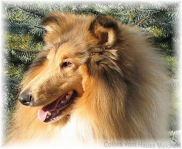 Collie Züchter aus Deutschland