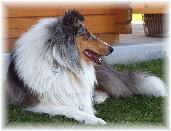 blue merle Collie Amerikaner