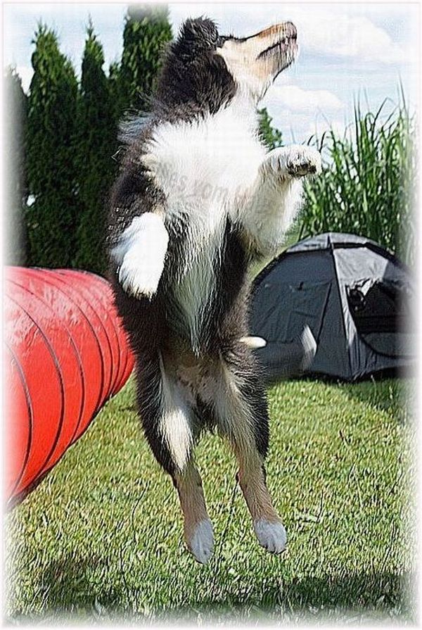 Amerikanischer tricolour Collie Welpe vom Hause Melchert