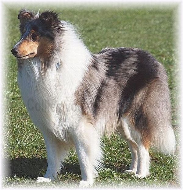Amerikanischer blue merle Langhaar Collie