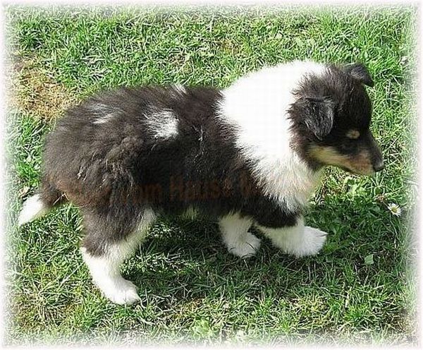 weiß-factorierter amerikanischer colliewelpe