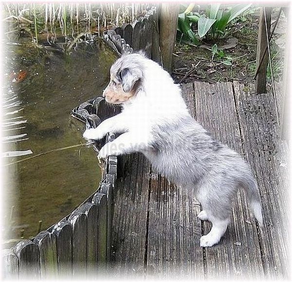 amerikanischer Collie Welpe